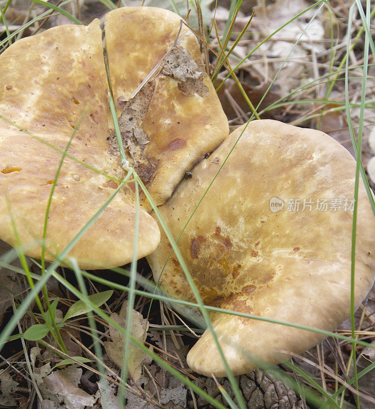 木耳(Paxillus atrotomentosus)